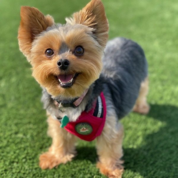 teacup yorkie in Chula Vista, California