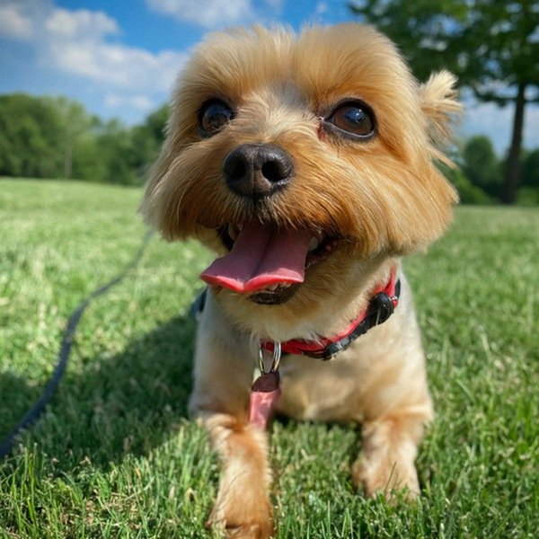 teacup yorkie in Cincinnati, Ohio