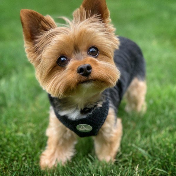 teacup yorkie in Cleveland, Ohio