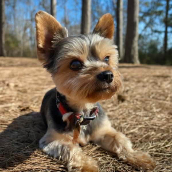 teacup yorkie in Columbus, Georgia