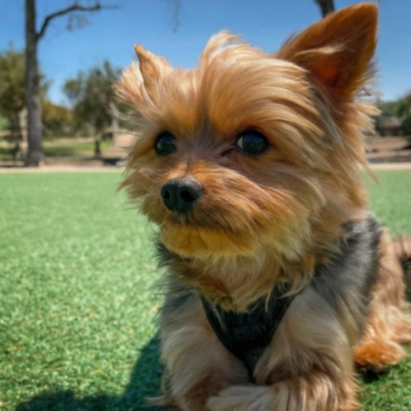 teacup yorkie in Corona, California