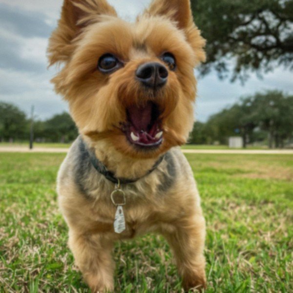 teacup yorkie in Corpus Christi, Texas