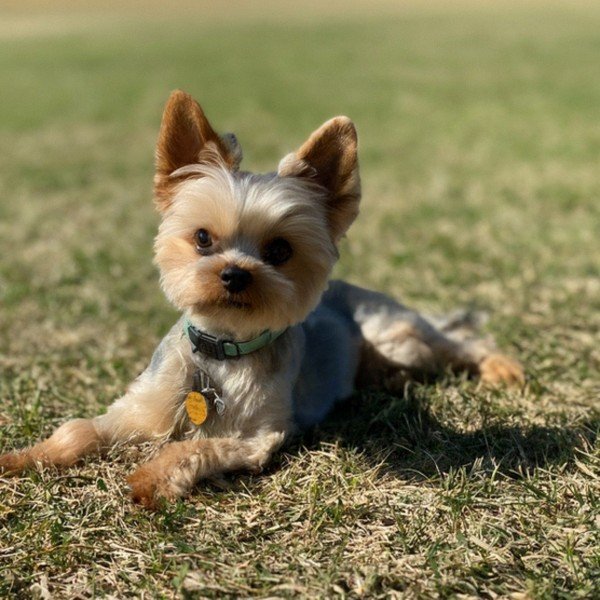 teacup yorkie in Dallas, Texas