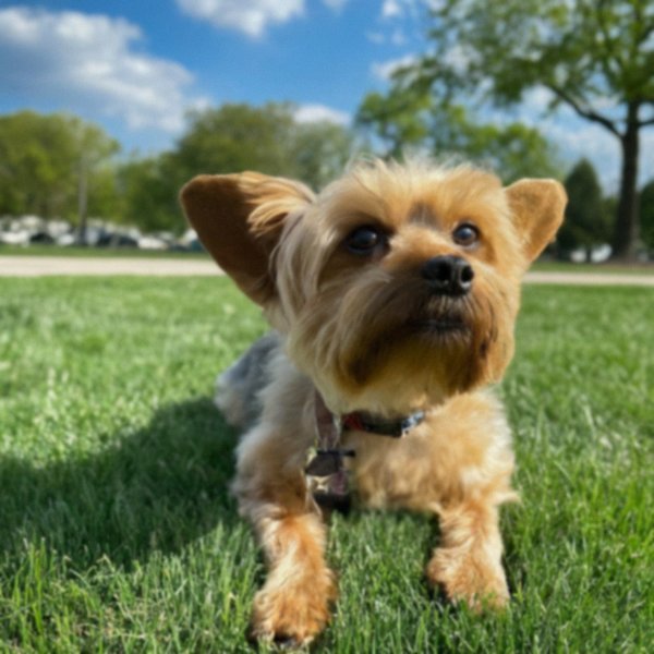 teacup yorkie in Detroit, Michigan