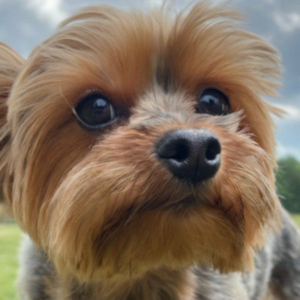 teacup yorkie in Durham, North Carolina