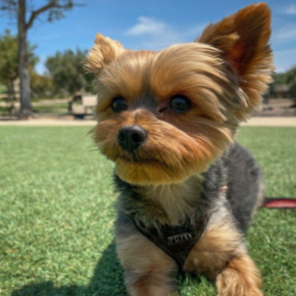 teacup yorkie in Escondido, California