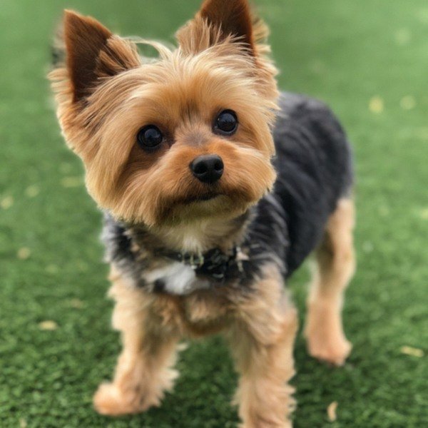 teacup yorkie in Fontana, California