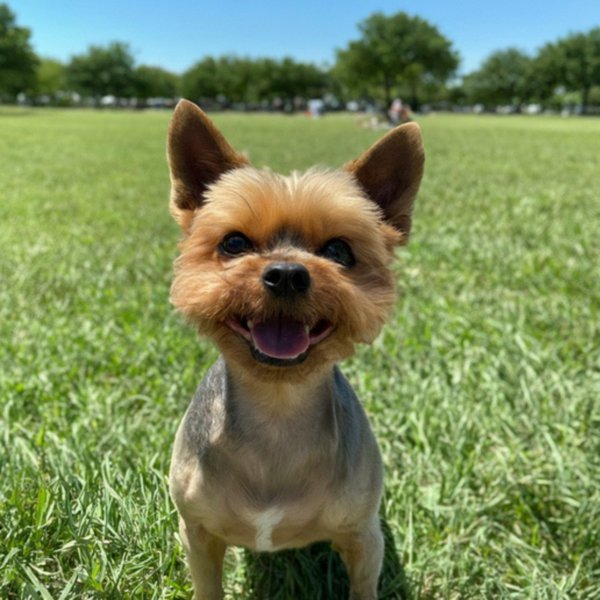 teacup yorkie in Fort Worth, Texas