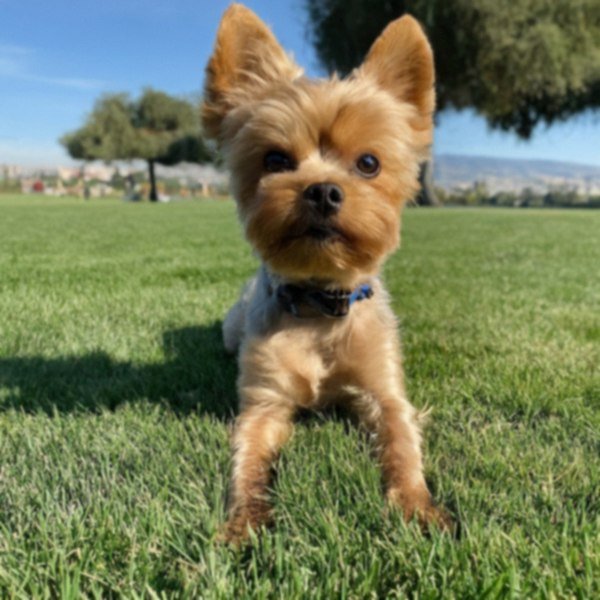 teacup yorkie in Fremont, California