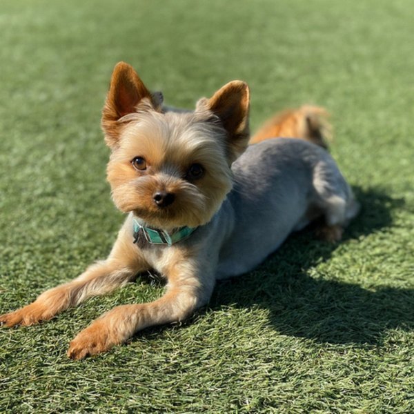 teacup yorkie in Fresno, California