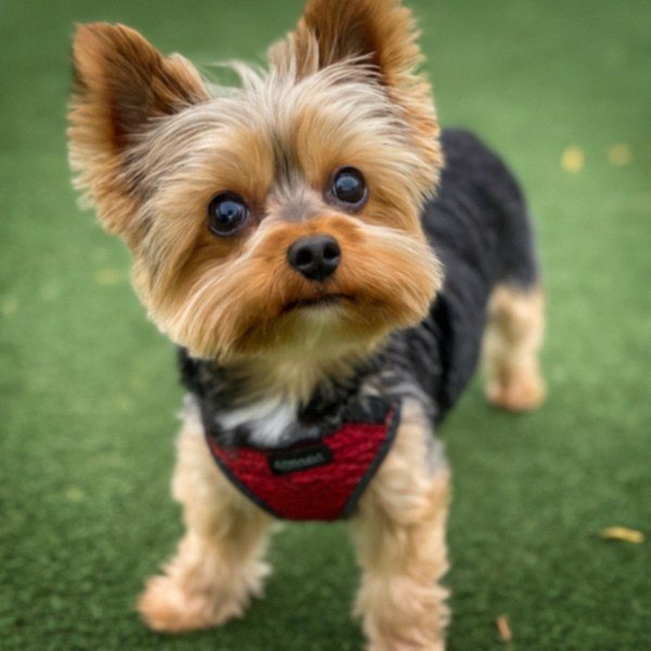 teacup yorkie in Frisco, Texas