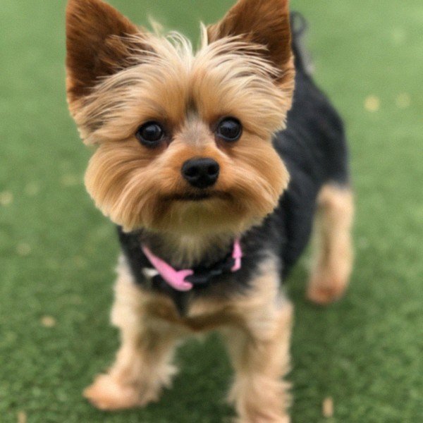 teacup yorkie in Garland, Texas