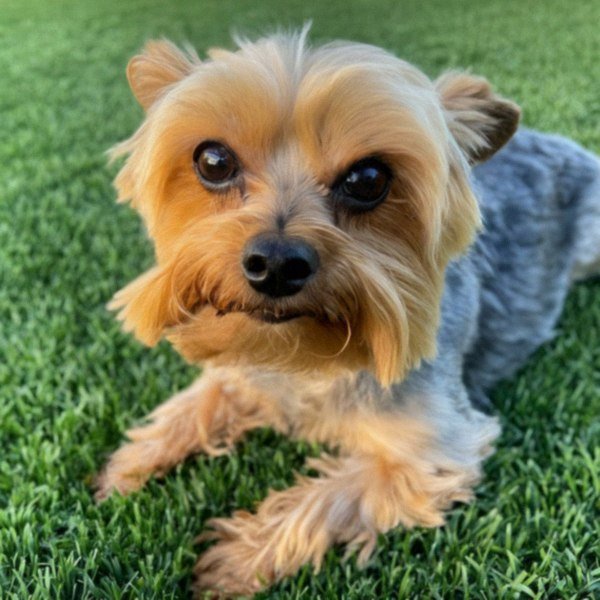 teacup yorkie in Glendale, California