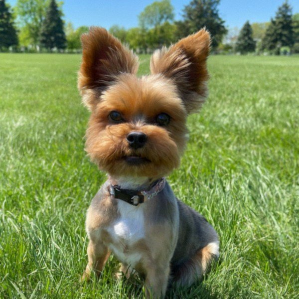 teacup yorkie in Grand Rapids, Michigan
