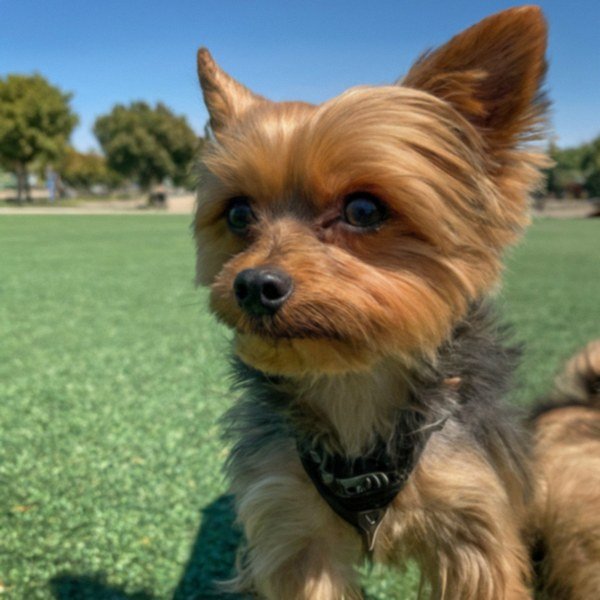 teacup yorkie in Hayward, California