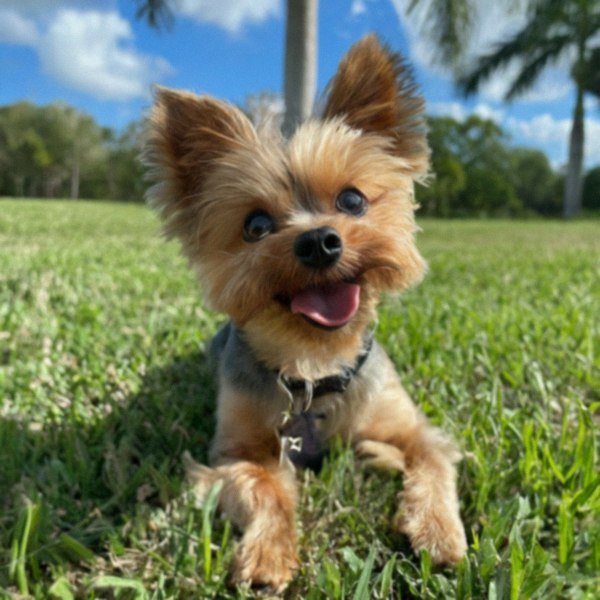 teacup yorkie in Hialeah, Florida