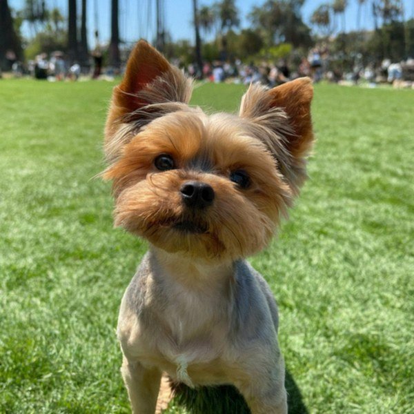 teacup yorkie in Hollywood, California
