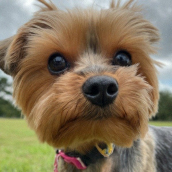teacup yorkie in Houston, Texas