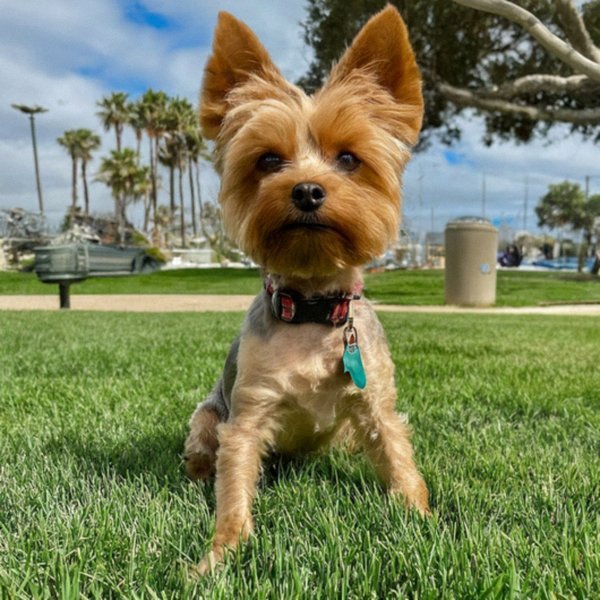 teacup yorkie in Huntington Beach, California
