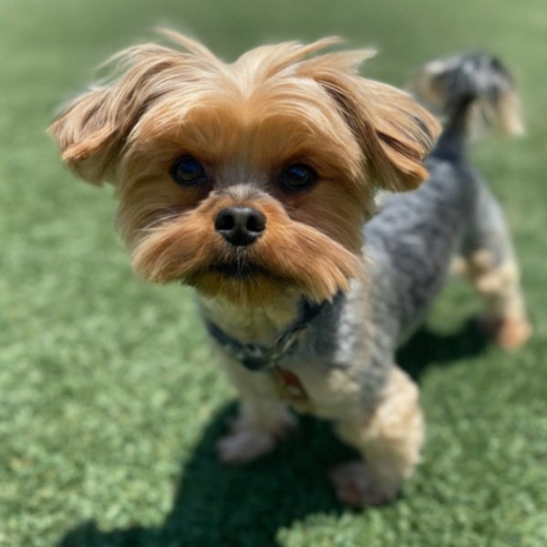 teacup yorkie in Irvine, California