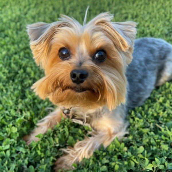 teacup yorkie in Irving, Texas
