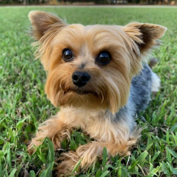 teacup yorkie in Jacksonville, Florida