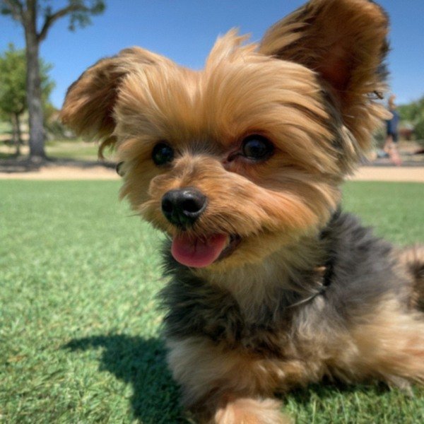 teacup yorkie in Lancaster, California