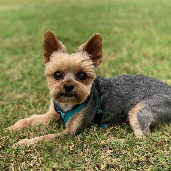 teacup yorkie in Laredo, Texas