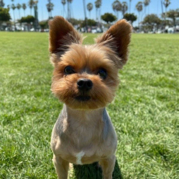 teacup yorkie in Long Beach, California