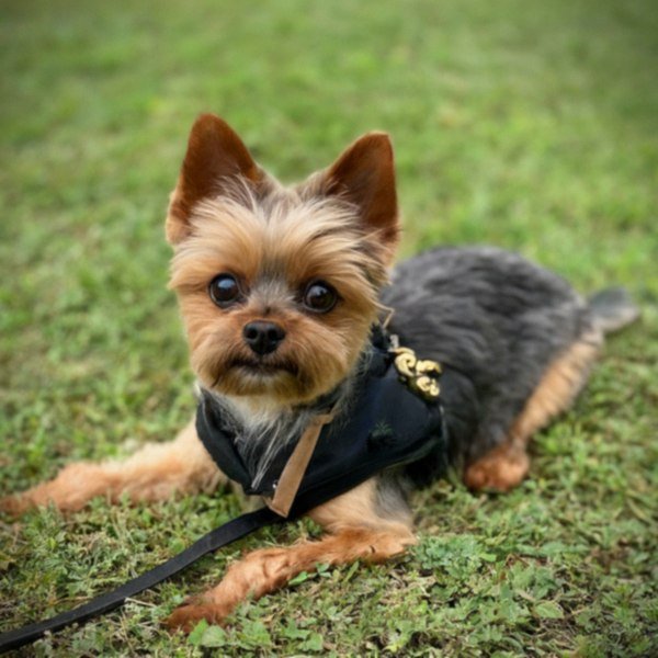 teacup yorkie in Mckinney, Texas
