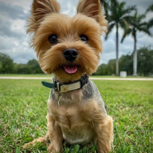 teacup yorkie in Miami, Florida