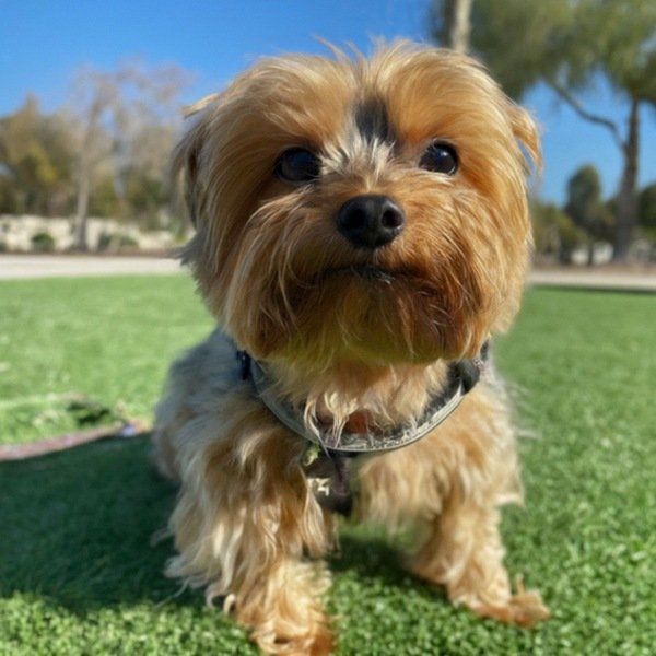 teacup yorkie in Moreno Valley, California