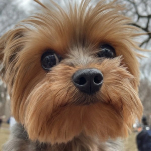 teacup yorkie in New York, New York