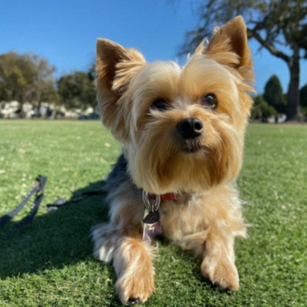 teacup yorkie in Oakland, California