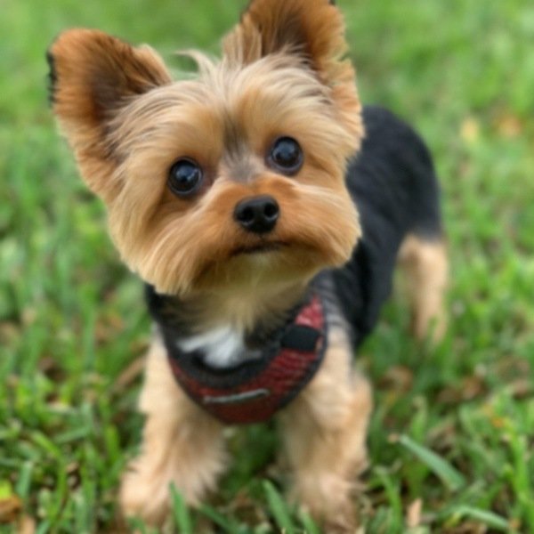 teacup yorkie in Orlando, Florida