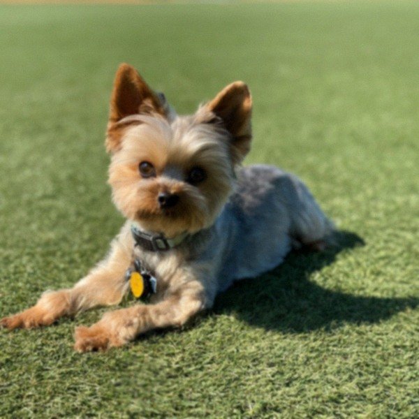 teacup yorkie in Oxnard, California