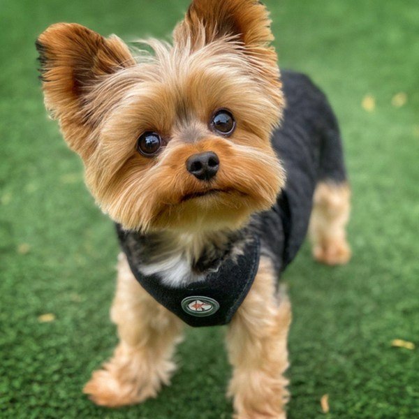 teacup yorkie in Palmdale, California