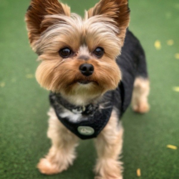 teacup yorkie in Pasadena, California