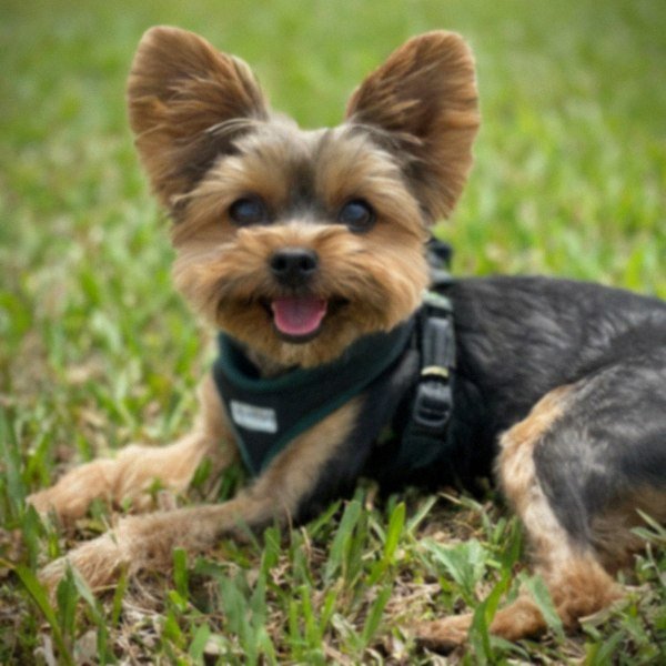 teacup yorkie in Pembroke Pines, Florida