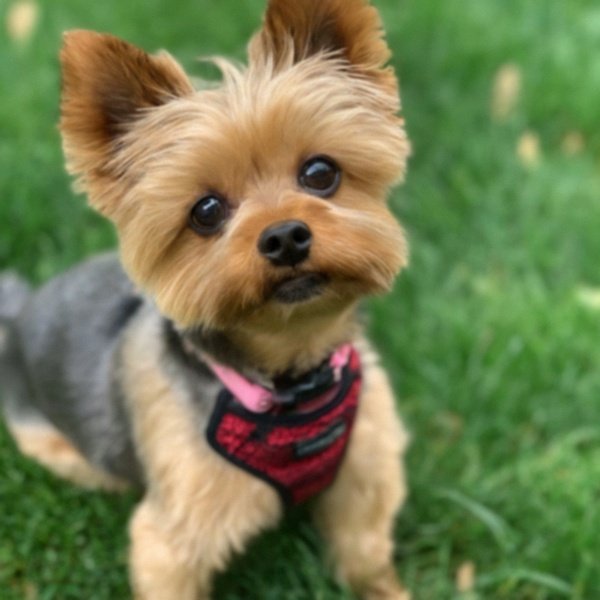 teacup yorkie in Philadelphia, Pennsylvania