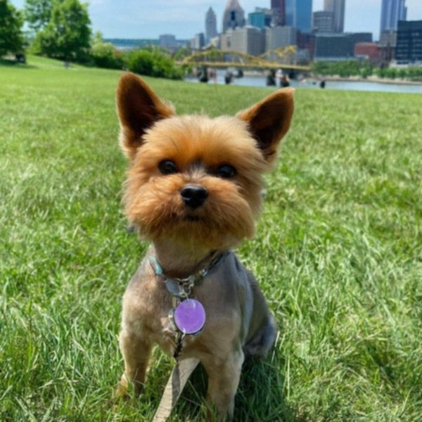teacup yorkie in Pittsburgh, Pennsylvania