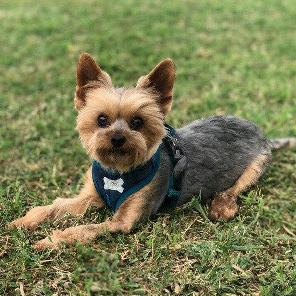 teacup yorkie in Plano, Texas