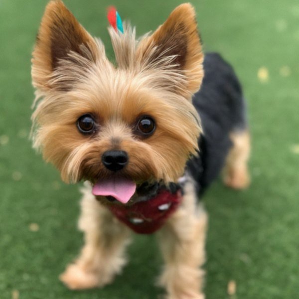teacup yorkie in Pomona, California