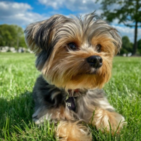 teacup yorkie in Rochester, New York