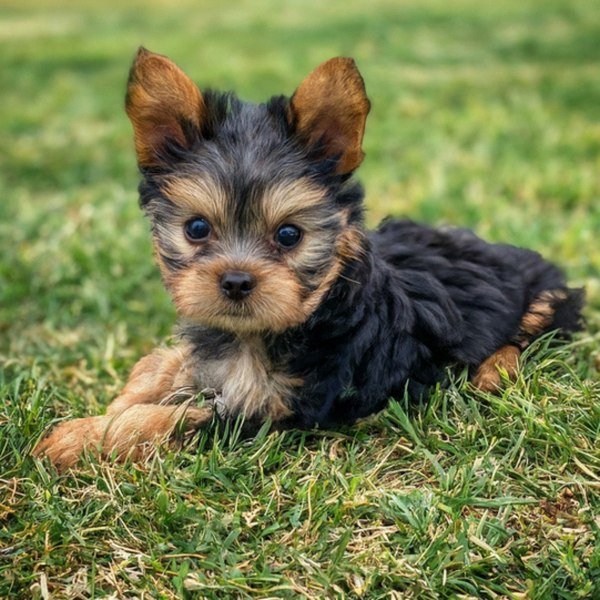 teacup yorkie in Salinas, California