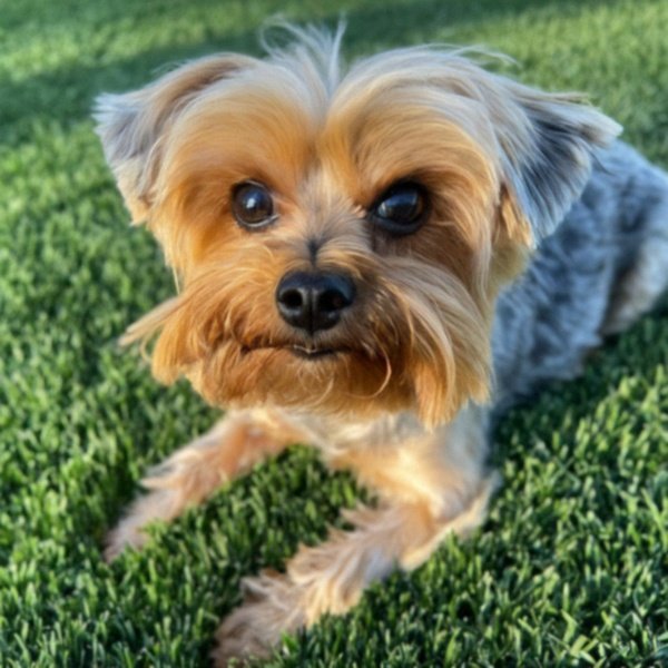 teacup yorkie in San Bernardino, California