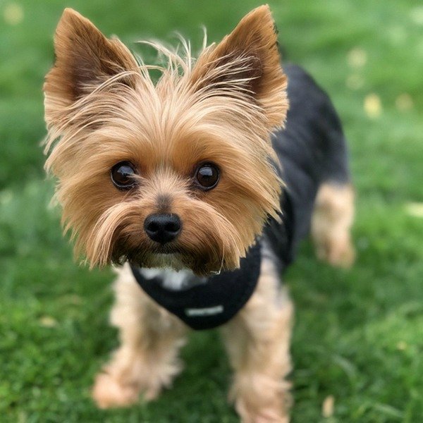 teacup yorkie in San Francisco, California