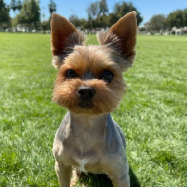 teacup yorkie in Santa Clarita, California