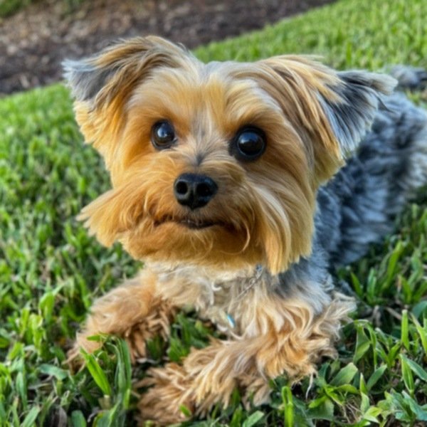 teacup yorkie in St. Petersburg, Florida