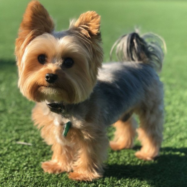teacup yorkie in Stockton, California
